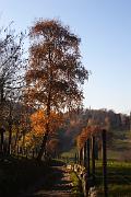 IMG_5954