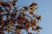 IMG_5972