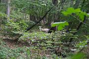 IMG_7398
