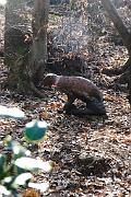 IMG_4406